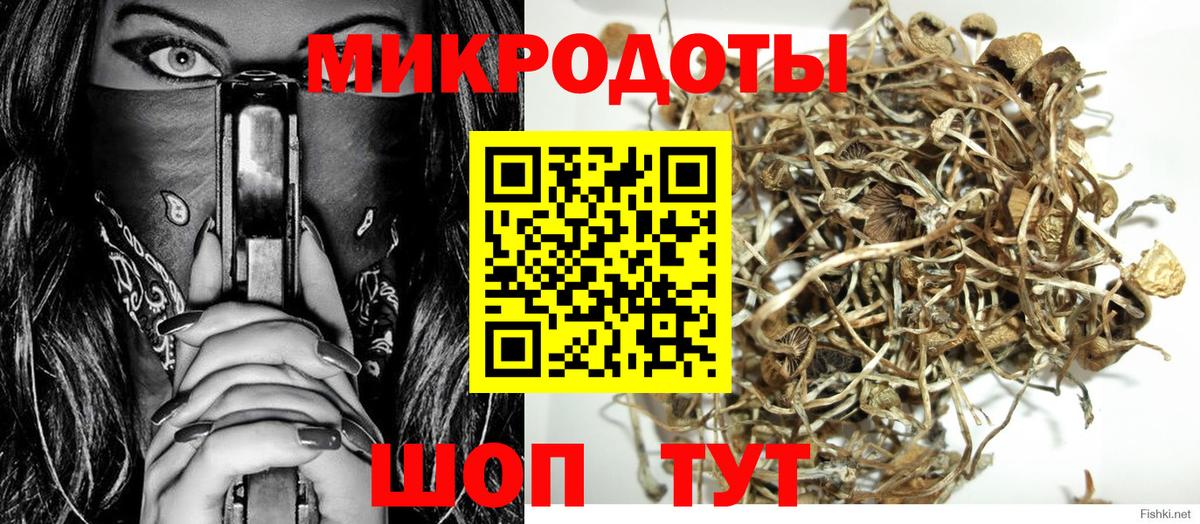 Галлюциногенные грибы Psilocybe Будённовск